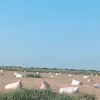 کاه|لوازم جانبی حیوانات|گنبد کاووس, |دیوار