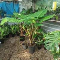 گل بابا آدم مادری|گل و گیاه طبیعی|بوشهر, |دیوار