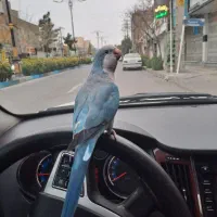 راهب آبی نر سخنگو فول رام دستی باهوش سوپر  درشت