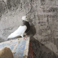 کبوتر|پرنده|جرقویه, |دیوار