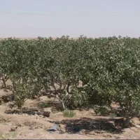 پنج-هکتار-باغ-پسته