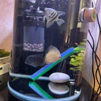 ماهی.ماهی دیسکس|ماهی|زابل, |دیوار