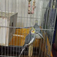 عروس‌هلندی‌سخنگو