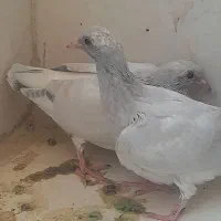 شامی|پرنده|خورموج, |دیوار