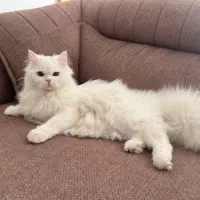 گربه پرشین هیمالیا هشت ماهه