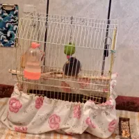 مرغ مینا|پرنده|کازرون, |دیوار