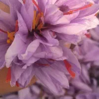 خرید و فروش زعفران  و توزیع