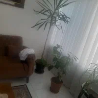 گلهای طبیعی بسیار زیبا و عالی به قیمت مناسب|گل و گیاه طبیعی|اردبیل, |دیوار