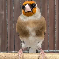 سهره نر داغسر