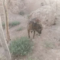 سرابی ماده|سگ|شراء, |دیوار