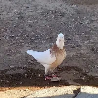 کبوتر طوقی زرین درجه 1