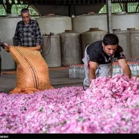 اخرین تور گلاب گیری میمند