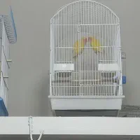 یه جفت طوطی کوتوله برزیلی لپ هلویی بسیارزیبا