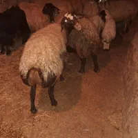 گوسفند میش درجه یک