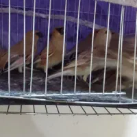 سیره خاکی|پرنده|خرمشهر, |دیوار