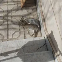 دوتا خرگوش زیبا و سرحال نر و ماده