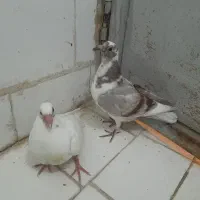 جفت جوجه هیچ پر|پرنده|مسجد سلیمان, |دیوار