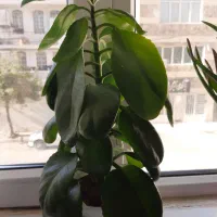 گلهای زیبا وآپارتمانی|گل و گیاه طبیعی|ایلام, |دیوار