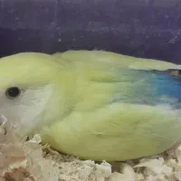 طوطی برزیلی خاص