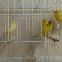قناری رسمی بلند ۲۰۲۶