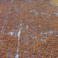 فروش آلو خوانساری