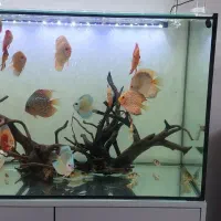 لوازم آکواریم