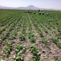 سرکارگر محمدجمالهستم|خدمات باغبانی و درختکاری|اسدآباد, |دیوار