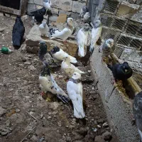 کبوتر|پرنده|خرمشهر, |دیوار