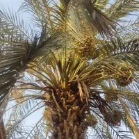 باغچه کار