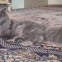 فروش گربه خانگی