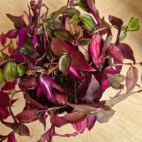 گلدان طبیعی سلامت و شاداب