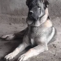 توله سرابی اصیل نوه هوزی|سگ|تهران, جیحون|دیوار