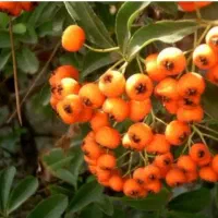 گردو پکان گرمسیری ، نهالستان ، نهال ، درخت در مشهد|گل و گیاه طبیعی|مشهد, خواجه ربیع|دیوار