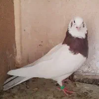 کبوتر طوقی نر پنج عدد و یک ماده|پرنده|زابل, |دیوار