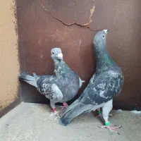 ۶جفت کبوترهم هوایی هم جوجه کشی