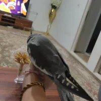 عروس هلندی نر|پرنده|تهران, سعیدآباد|دیوار