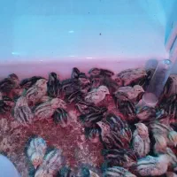 بلدرچین 1 تا 17 روزه