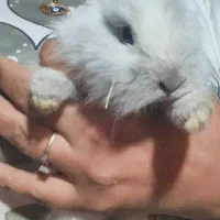 خرگوش های زیبا وباهوش