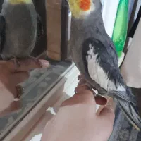 عروس هلندی گم شده