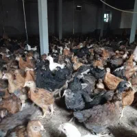 جوجه مرغ خروس محلی ۴۵روزه