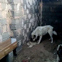 سگ نر 4ساله گله ای