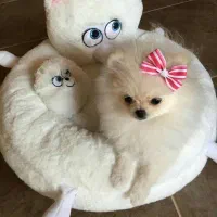 توله پامر خرسی