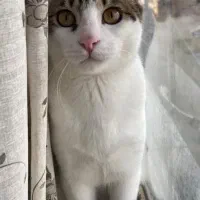 واگذاری گربه dsh نر|گربه|رشت, شهریاران|دیوار