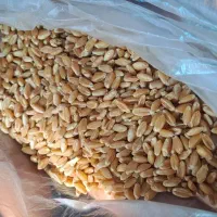 گندم بذری درجه یک|گل و گیاه طبیعی|حمیدیه, |دیوار