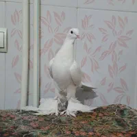 آغ پارپاری مایا|حیوانات|باسمنج, |دیوار