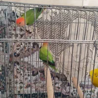 طوطی برزیلی|پرنده|شیراز, گل سرخ|دیوار