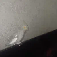 عروس هلندی