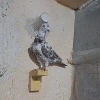 الماسی سینه سفید پلاکی پشت طاووسی|پرنده|مرودشت, دولت آباد|دیوار