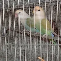 کوتوله برزیلی فنچ گلدین