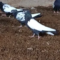 کبوتر سینه سیاه|پرنده|گتوند, |دیوار